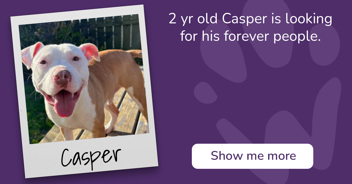 PAW - The Pet Adoption Website - Casper