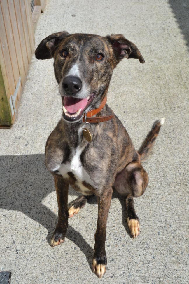 Finn, a 6 years old male Lurcher available for adoption from Paws and People in Northern Ireland