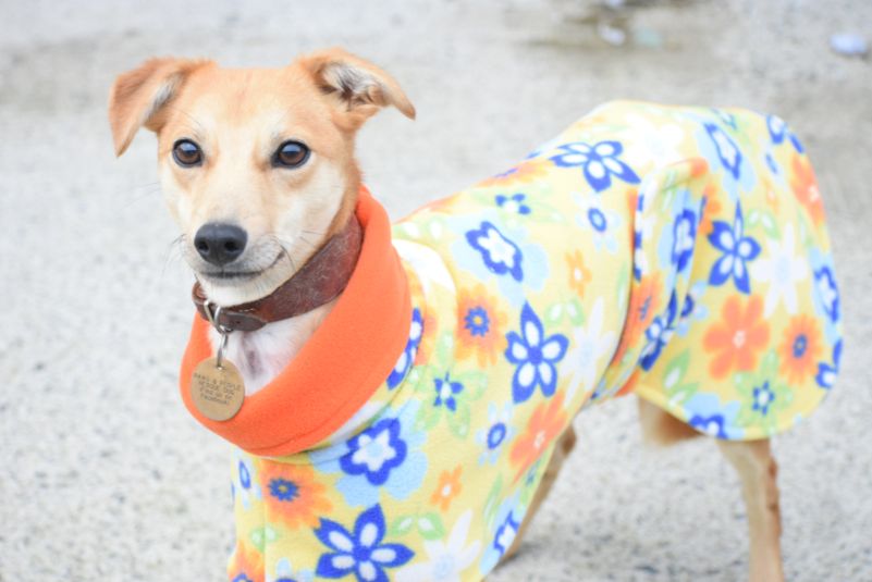 Vixen, a 4 years old female Whippet available for adoption from Paws and People in Northern Ireland