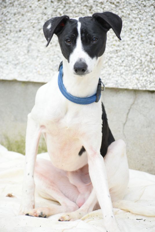 Buddy, a 5 years old male Whippet available for adoption from Paws and People in Northern Ireland