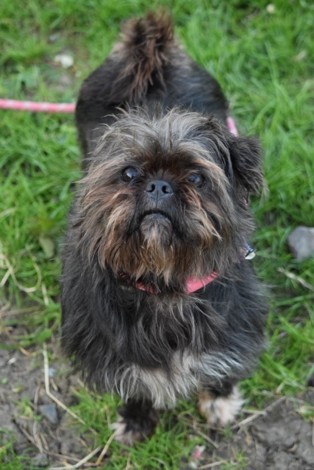 Pippa, a 3 years old female Shih Tzu X available for adoption from Paws and People in Northern Ireland