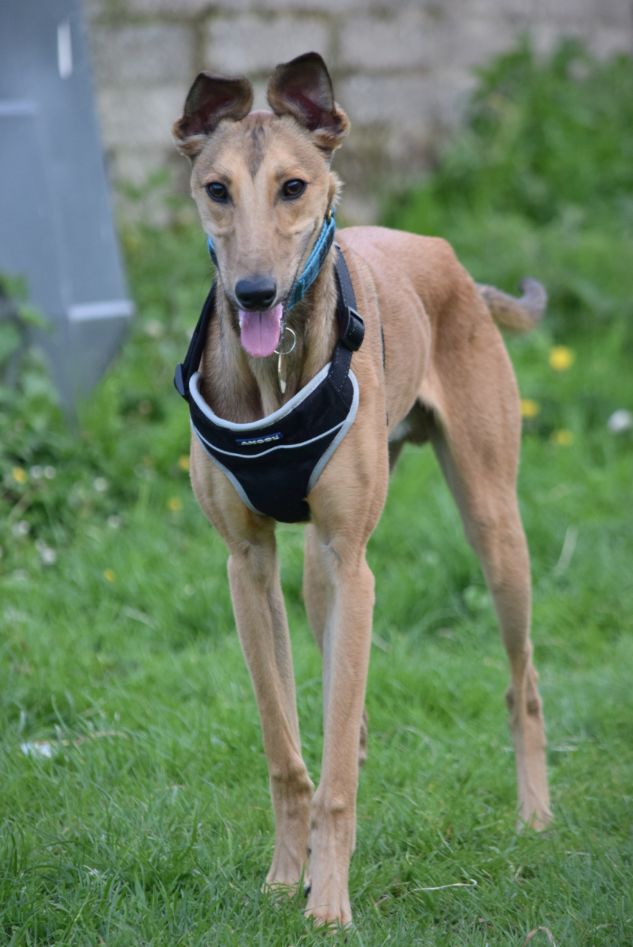 Tyler, a 2 years old male Lurcher available for adoption from Paws and People in Northern Ireland