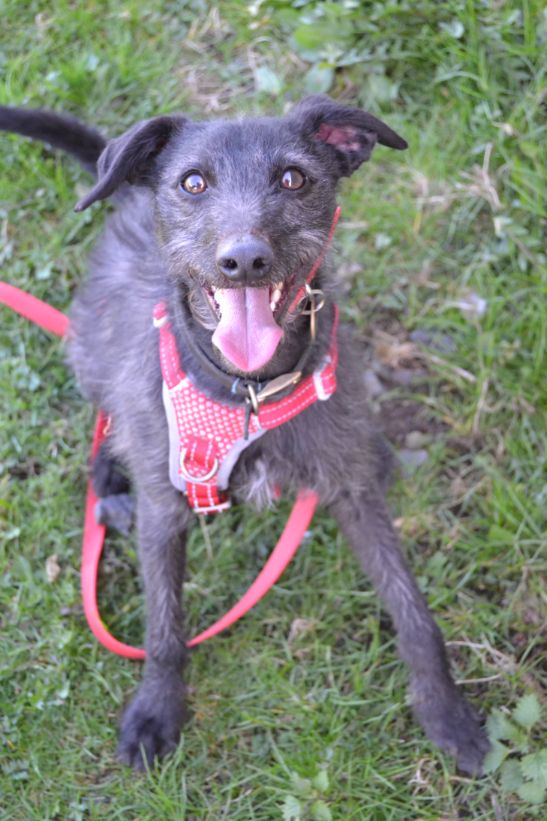 Hatchi, a 2 years old male Whippet available for adoption from Paws and People in Northern Ireland