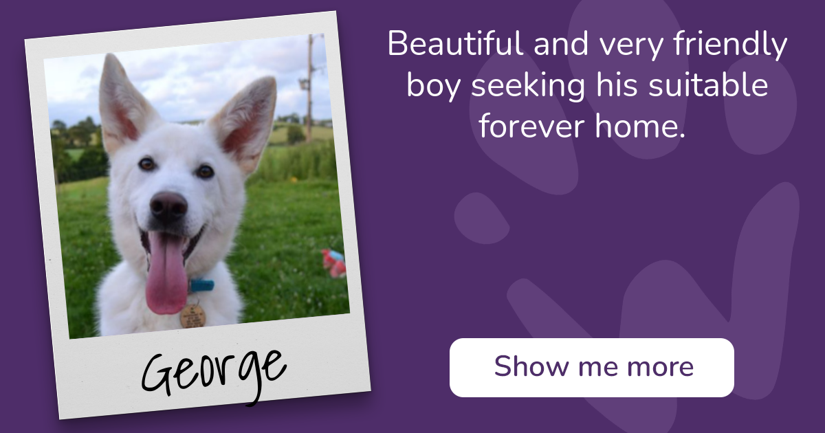 PAW - The Pet Adoption Website - George