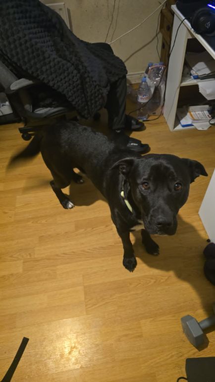 Leeroy, a 2 years old male Labrador available for adoption from Paws and People in Northern Ireland