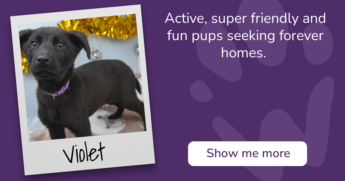 PAW - The Pet Adoption Website - Violet
