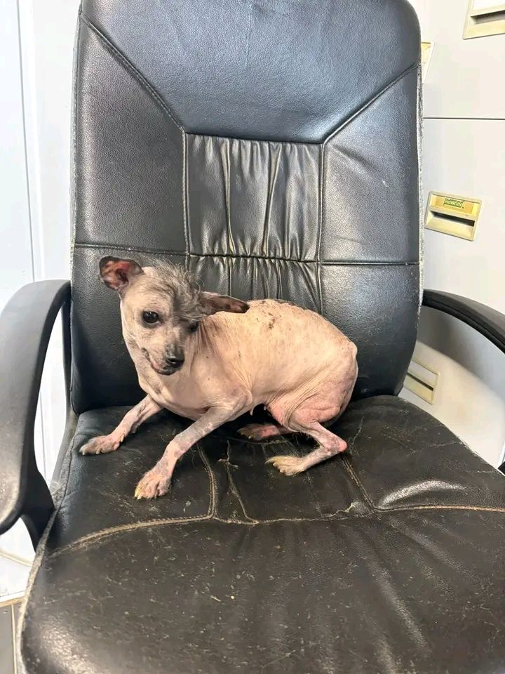 Gigi, a 3 years old female Chinese Crested available for adoption from Paws and People in Northern Ireland