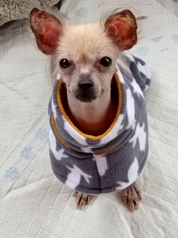 Madison, a 3 years old female Chinese Crested available for adoption from Paws and People in Northern Ireland