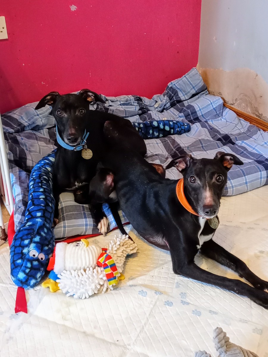 Toby, a 2 years old male Whippet available for adoption from Paws and People in Northern Ireland