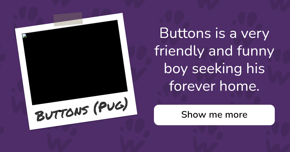 PAW - The Pet Adoption Website - Buttons (Pug)