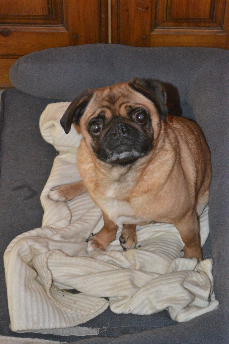 Robyn, a 3 years old female Pug available for adoption from Paws and People in Northern Ireland