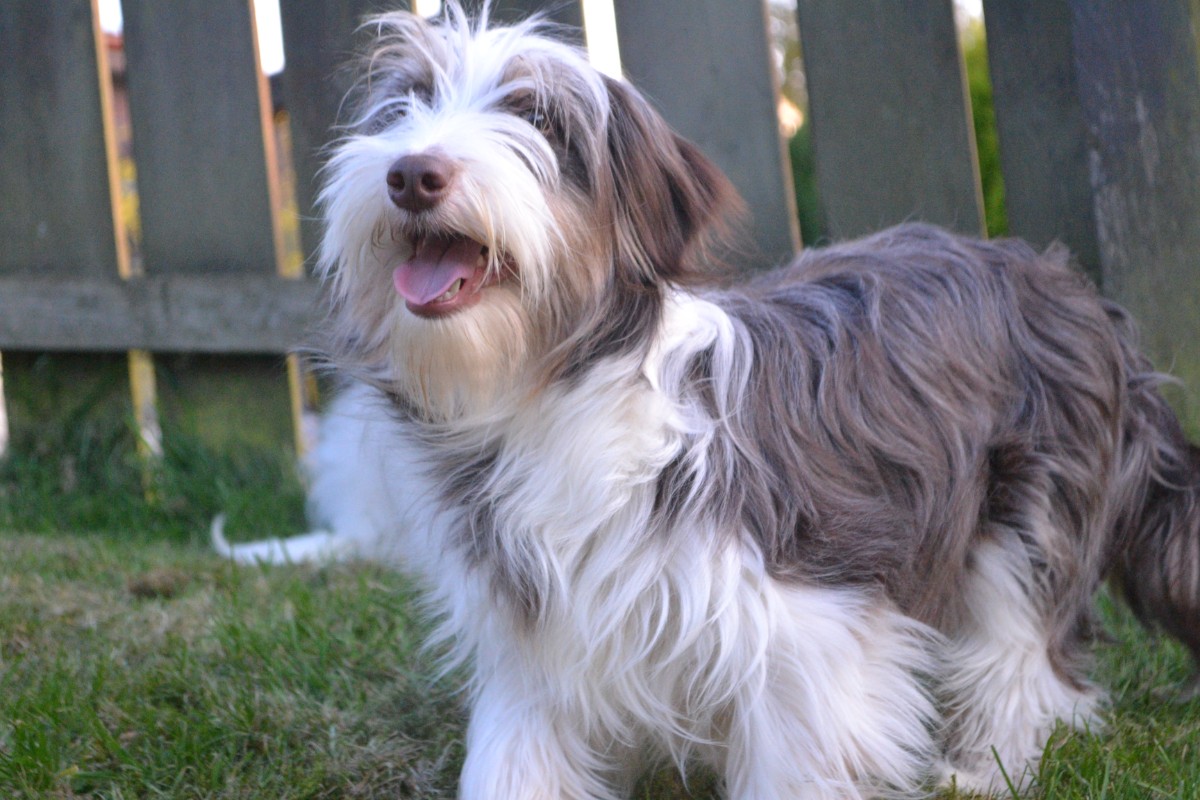 Maple, a Unknown old female Crossbreed available for adoption from Paws and People in Northern Ireland