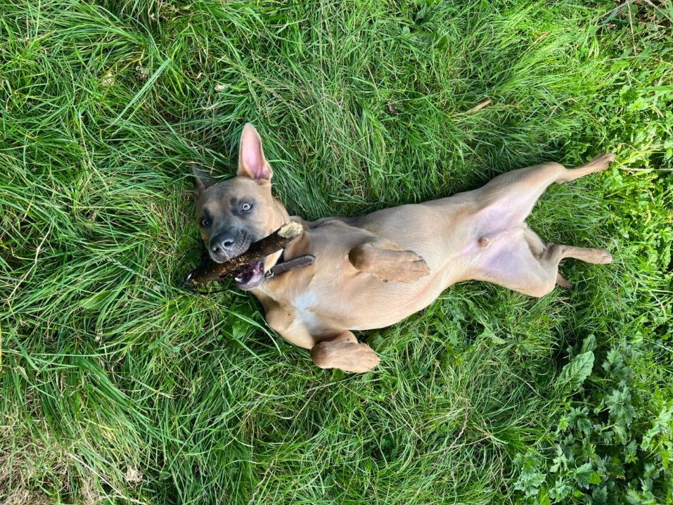 Harlow, a 2 years old male German Shepherd available for adoption from Paws and People in Northern Ireland