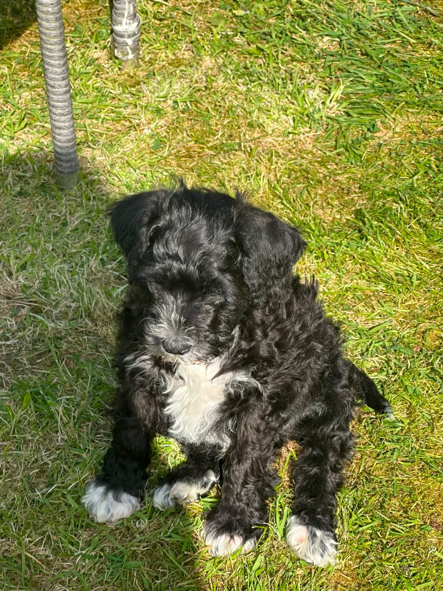 Kevin, a Unknown old male Poodle available for adoption from Paws and People in Northern Ireland