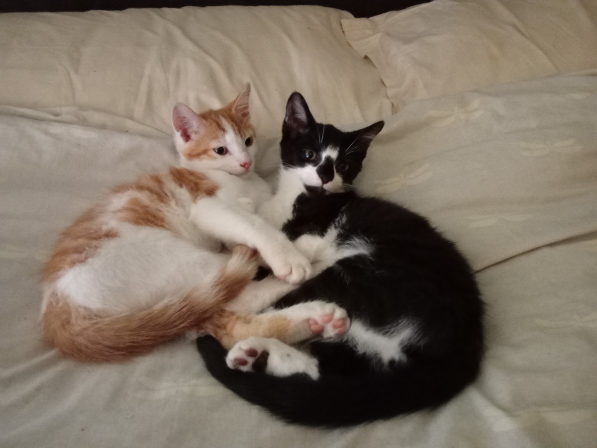Smudge & Tank, a Unknown old male Unknown available for adoption from Paws and People in Northern Ireland