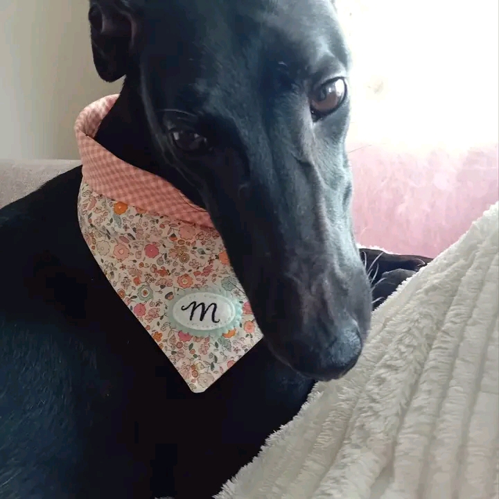 Maeve, a 3 years old female Lurcher available for adoption from Paws and People in Northern Ireland