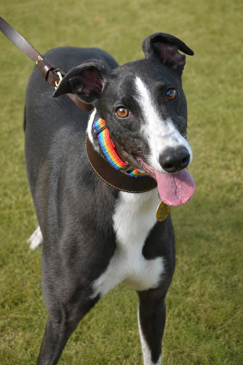 Ace, a 2 years old male Greyhound available for adoption from Paws and People in Northern Ireland