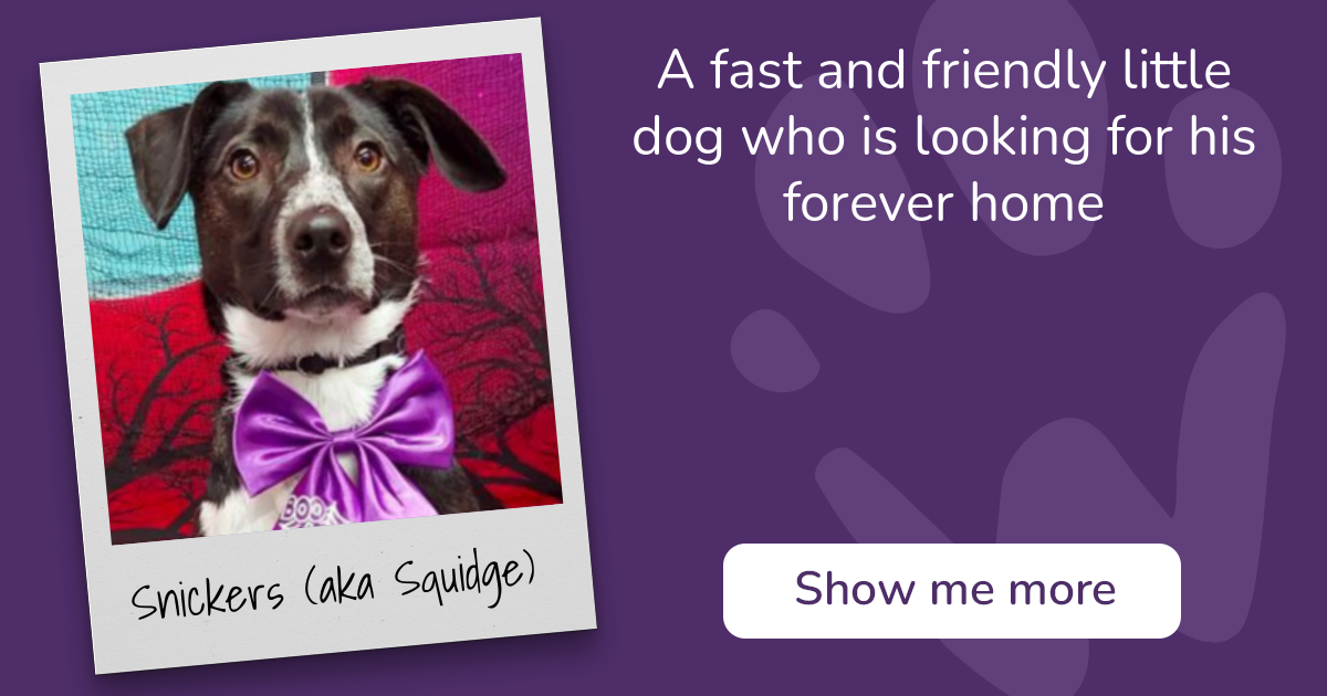 PAW - The Pet Adoption Website - Snickers (aka Squidge)
