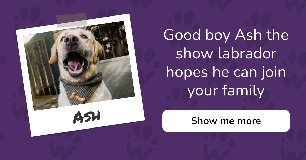 PAW - The Pet Adoption Website - Ash