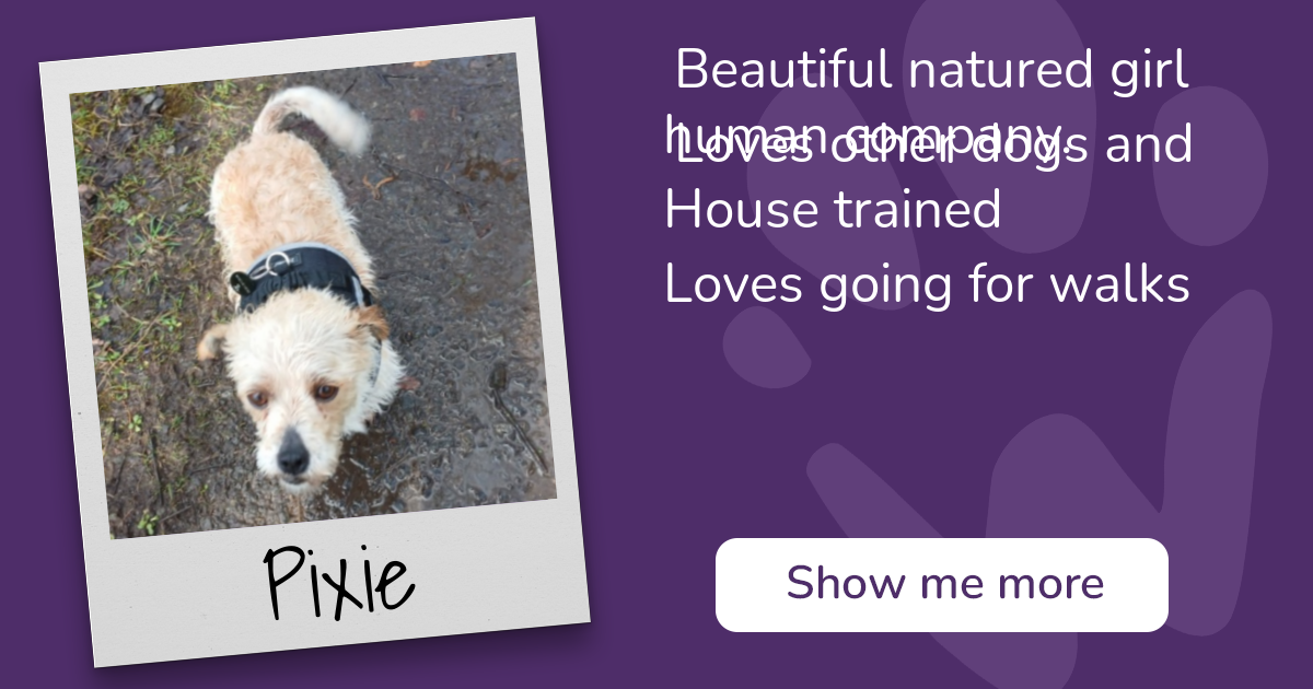 PAW - The Pet Adoption Website - Pixie