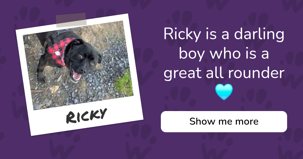PAW - The Pet Adoption Website - Ricky