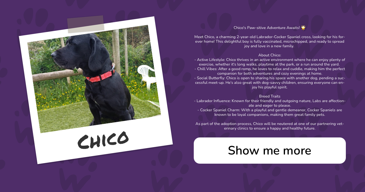 PAW - The Pet Adoption Website - Chico