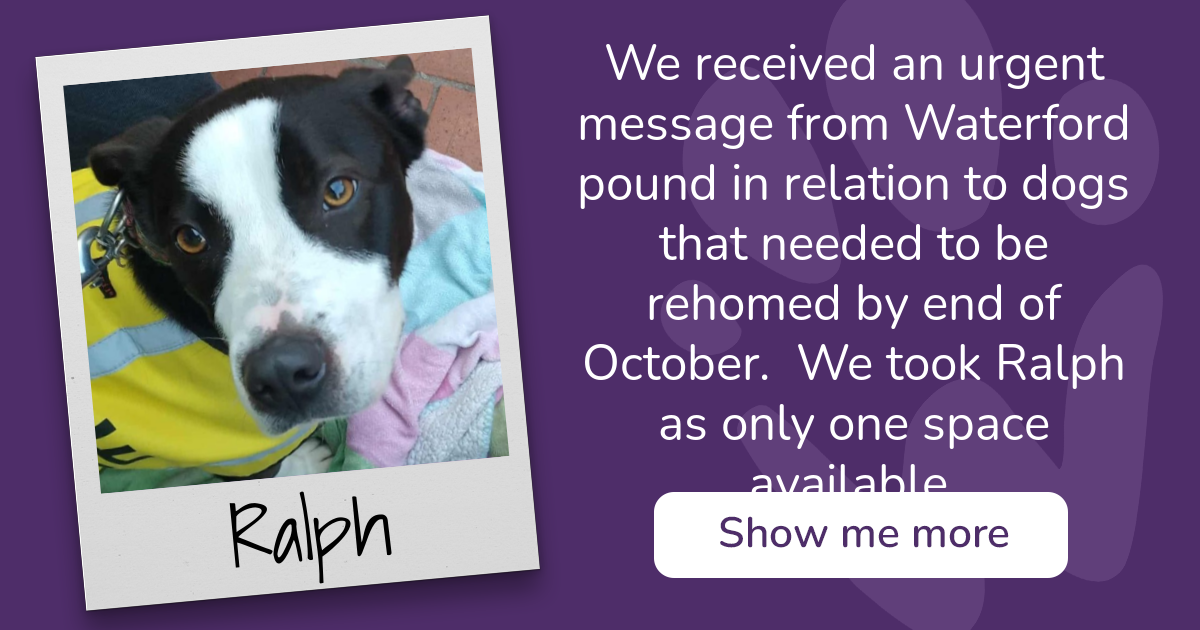 PAW - The Pet Adoption Website - Ralph