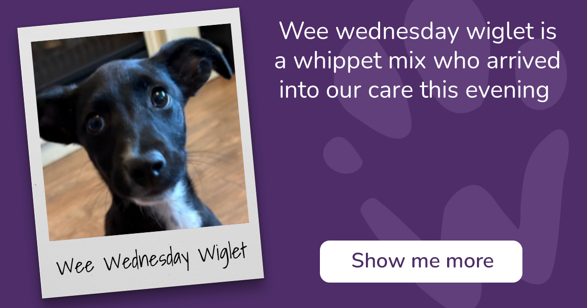 PAW - The Pet Adoption Website - Wee Wednesday Wiglet