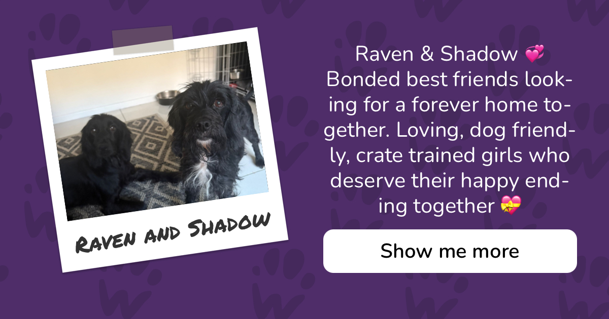PAW - The Pet Adoption Website - Raven and Shadow