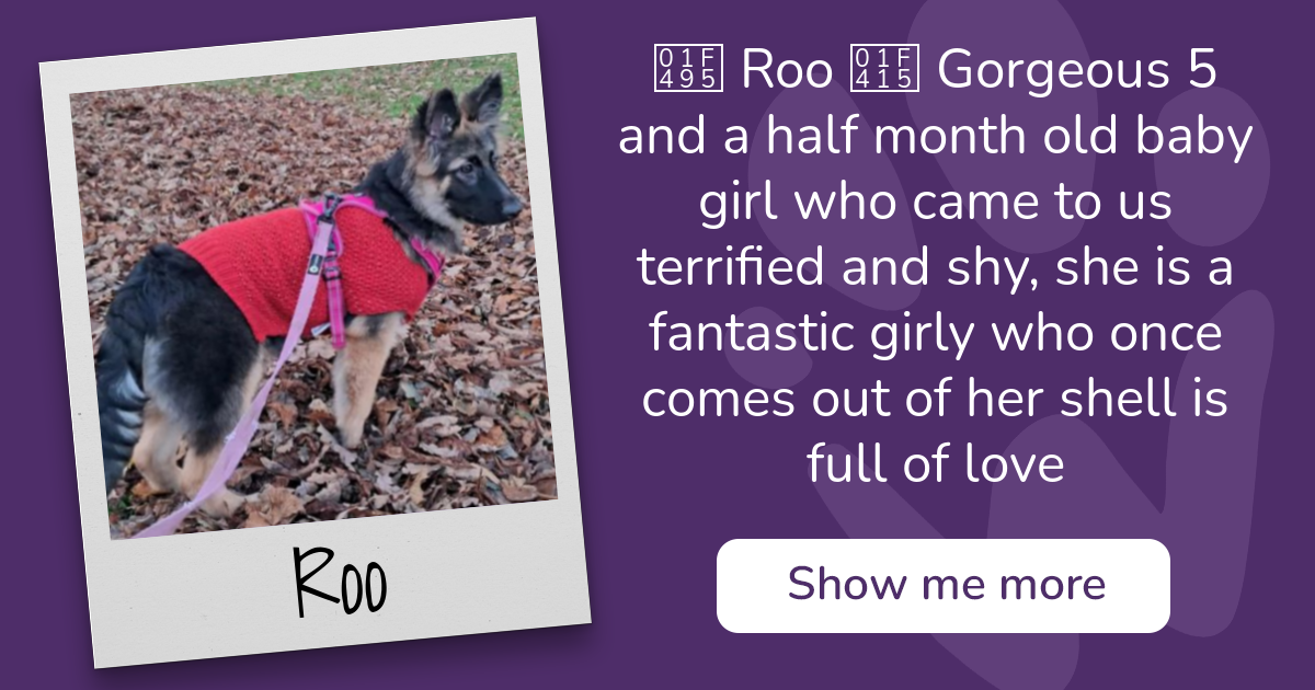 PAW - The Pet Adoption Website - Roo