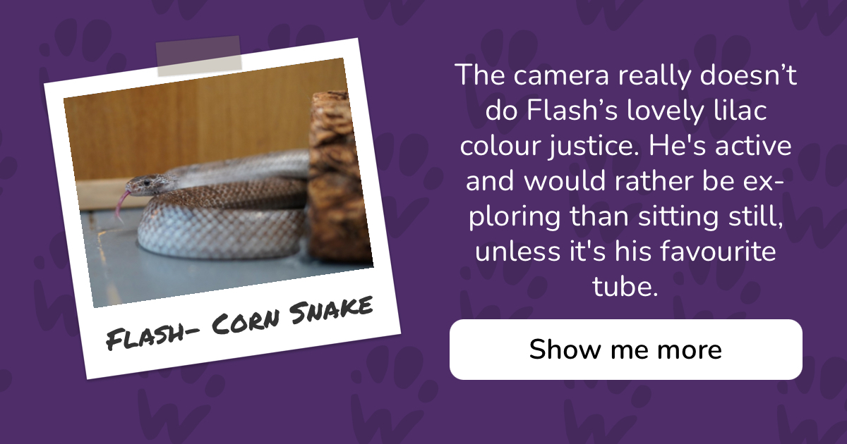 PAW - The Pet Adoption Website - Flash- Corn Snake