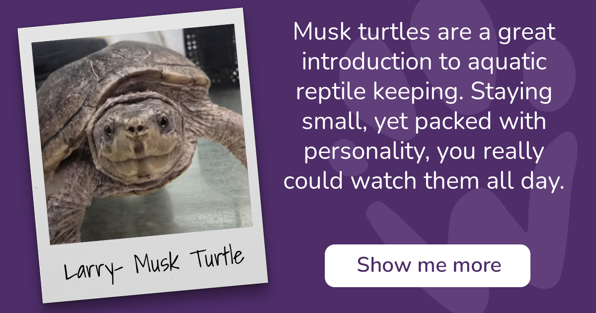 PAW - The Pet Adoption Website - Larry- Musk Turtle