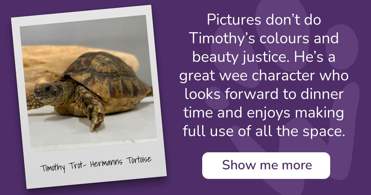 PAW - The Pet Adoption Website - Timothy Trot- Hermanns Tortoise