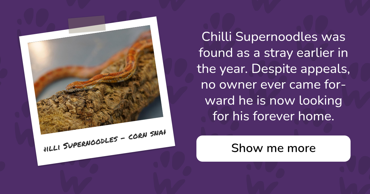 PAW - The Pet Adoption Website - Chilli Supernoodles - corn snake