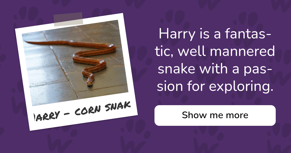 PAW - The Pet Adoption Website - Harry - corn snake